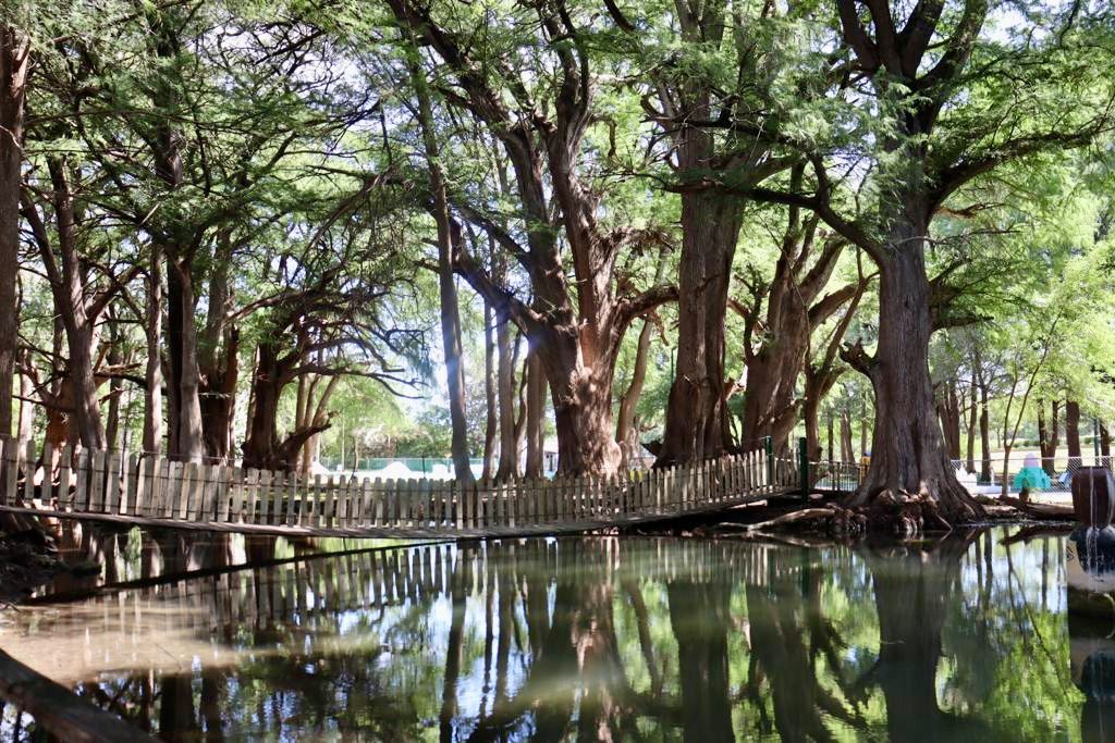 Parque Nacional El Sabinal